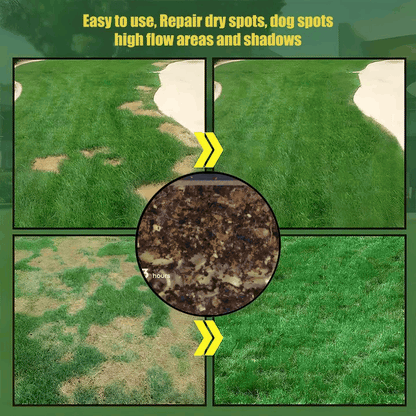 Evergreen Dwarf Grass Seed – Lush, Vibrant Lawn All Year | 49% Off